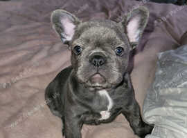 Frenchie for sale blue brindle