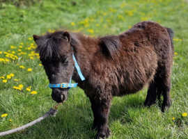 Yearling mini shetland colt