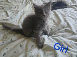 Maine coom kittens
