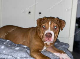 Alapaha blue blood bulldog