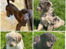 Stunning F1 Miniature Labradoodle puppies