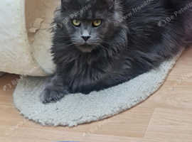 Xtra large Maine coon