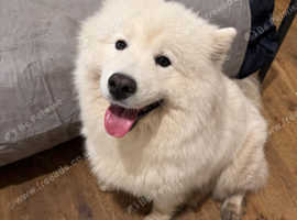 Adult Girl Samoyed For Sale