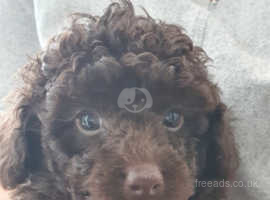 Ballyclean poodles discount for sale