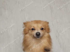 1 year old Pomeranian