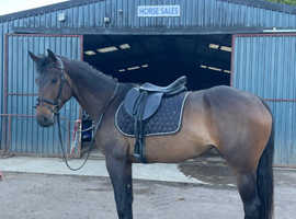 Irish Sport Horse