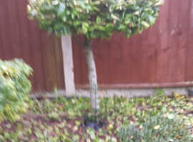 local gardener push bike only