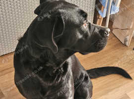 Cane corso cross rottweiler 18 month's old