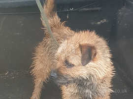 Border terrier puppies cheap north west