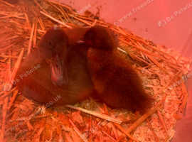 Pre-order for khaki campbell ducklings