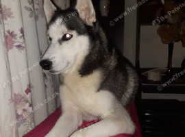 I'm looking to sell my minature husky