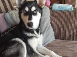 Siberian husky/whippet 6 months old