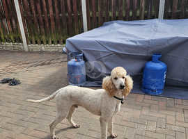 3 year old poodle male