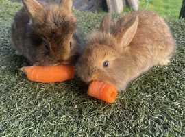 Baby rabbits