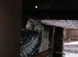Female hawk owl