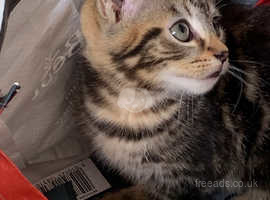 Beautiful Tabby male kitten