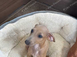Italian greyhound pups