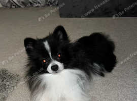 German Spitz Klein