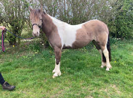 13.2hh champagne mare 4 years