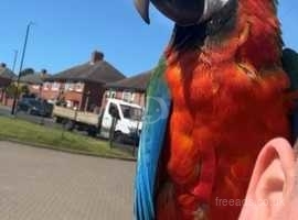 Harlequin female macaw