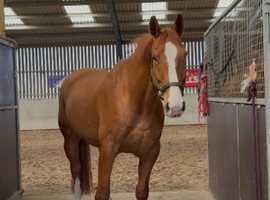 Flynn - 17hh chestnut gelding