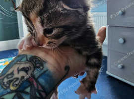 Kittens for sale