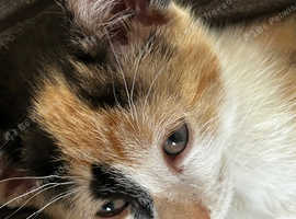 Female kitten
