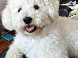 Female Bichon puppy wanted