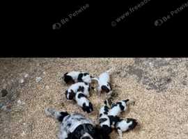 Springer Spaniel Puppies in Portsmouth on Freeads Classifieds - English ...