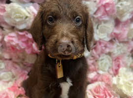 LABRADOODLE PUPPIES - Ready Now!