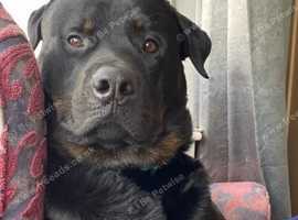 2 year old Rottweiler x German shepherd