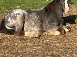 Cob colt 10 month old