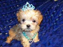 ***XXXXXXXS Micro Tiny Exquisite Apricot F1 Maltese x Toy Poodle Maltipoo Puppy***