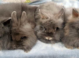Lionhead Stunning Blue female babies ready to leave now