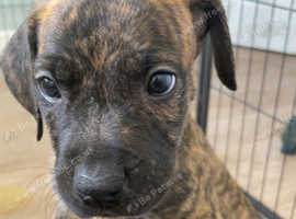 Presa canario cross cane corso pups!