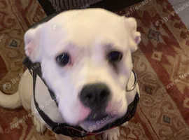 9 MONTH OLD AMERICAN BULLDOG
