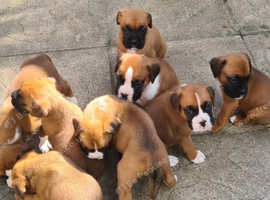 Boxer puppy