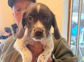 SPRINGER SPANIEL x POINTER (PINGERS )