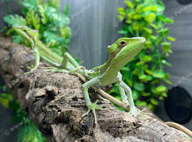 Casque Head Iguanas (Coneheads) at Birningham Reptiles