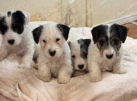 Sealyham terrier