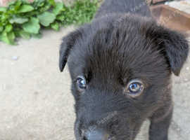 German shepherd,  Belgium Malinois, Labrador cross