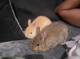 Mini lop and Dutch Cross rabbits