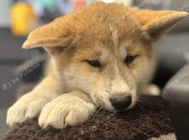 Beautiful puppy's Akita