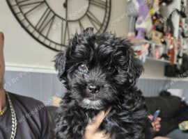 Boys left for sale malshipoo's