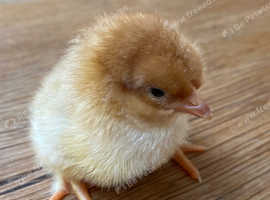 Road island red. cross bred chicks day old unsexed