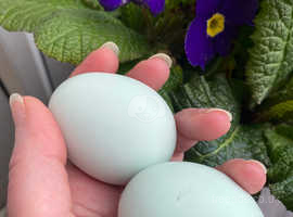 Cream Legbar Hatching Eggs For Sale