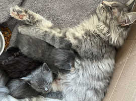 Maine coon cross babies