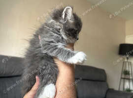 Beautiful Ragdoll x Scottish fold kitten