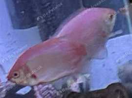 Breeding pair of kissing  gouramis