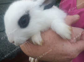 Thurlinger x dutch 6 left